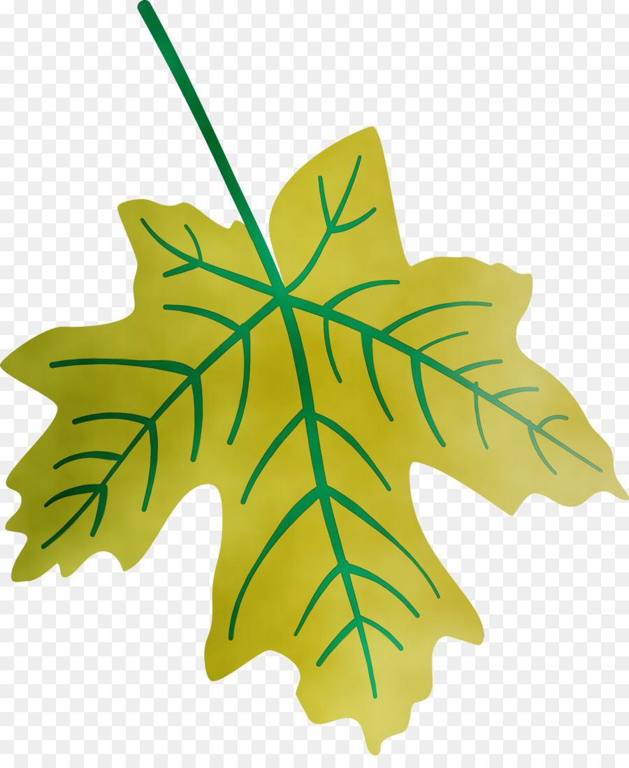 Maple Leaf，Planta De Haste PNG