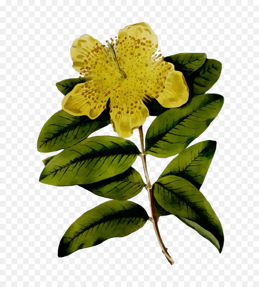 Flor Amarela，Amarelo PNG