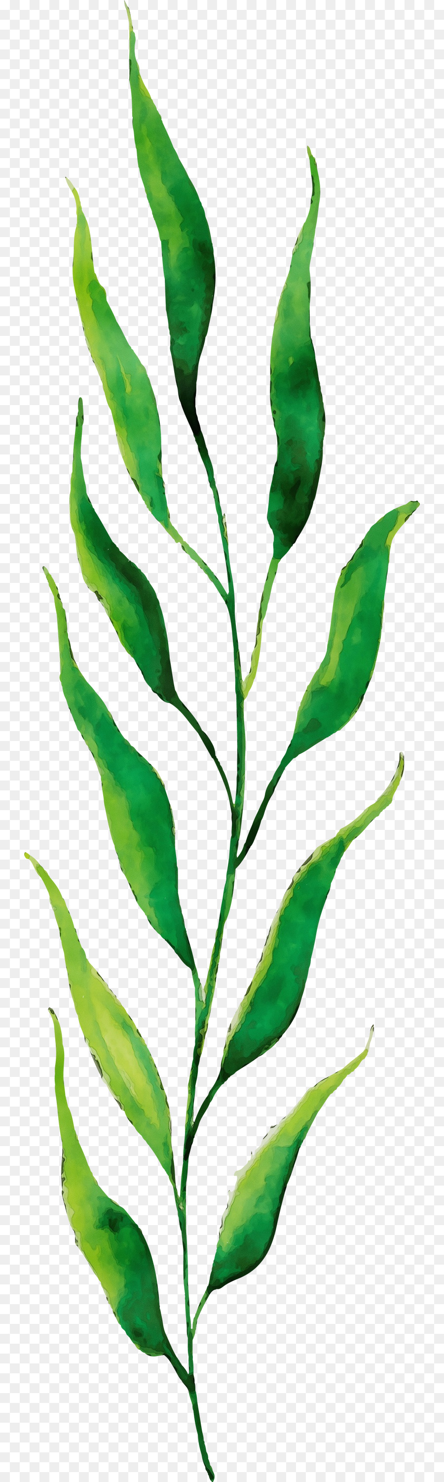 Folha Verde，Plantar PNG