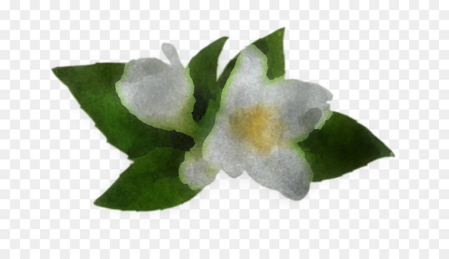 Flor， PNG