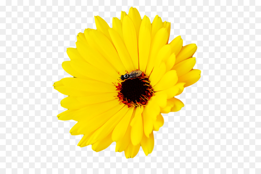 Daisy Transvaal，Desenho Floral PNG