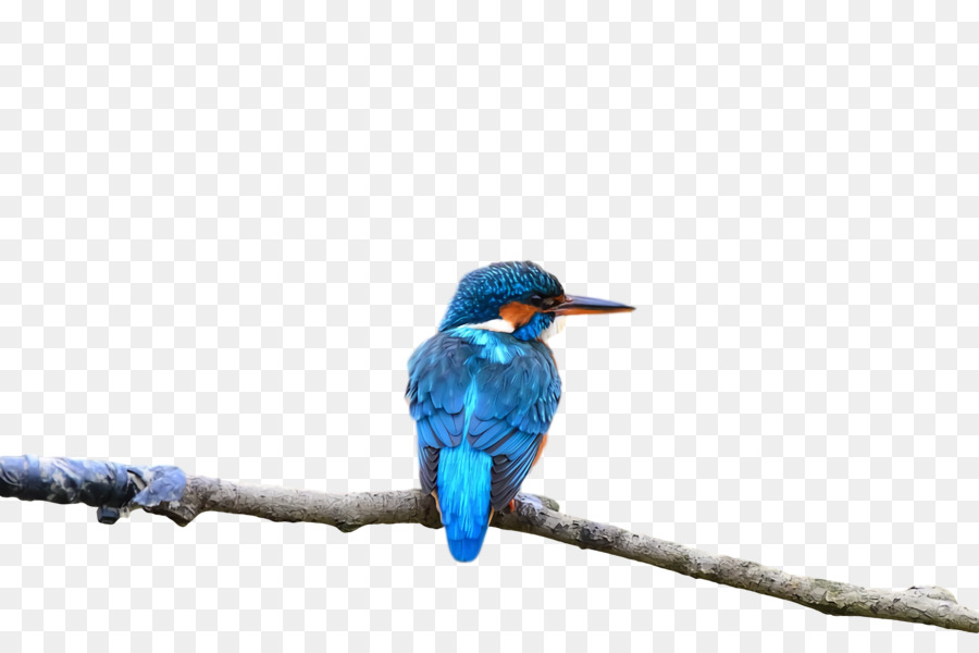 Pássaro Azul，Filial PNG