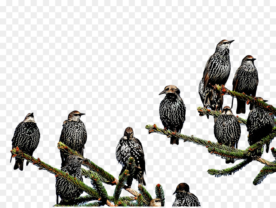 Aves，Comum Bútio PNG