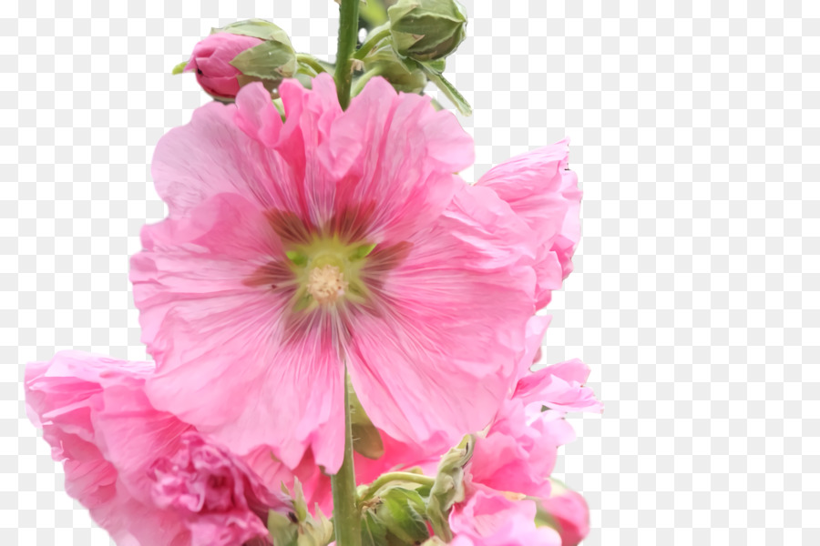 Flor Rosa，Florescer PNG