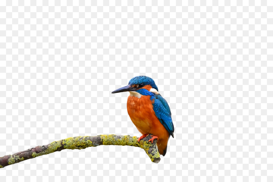 Bluebirds，Bico PNG