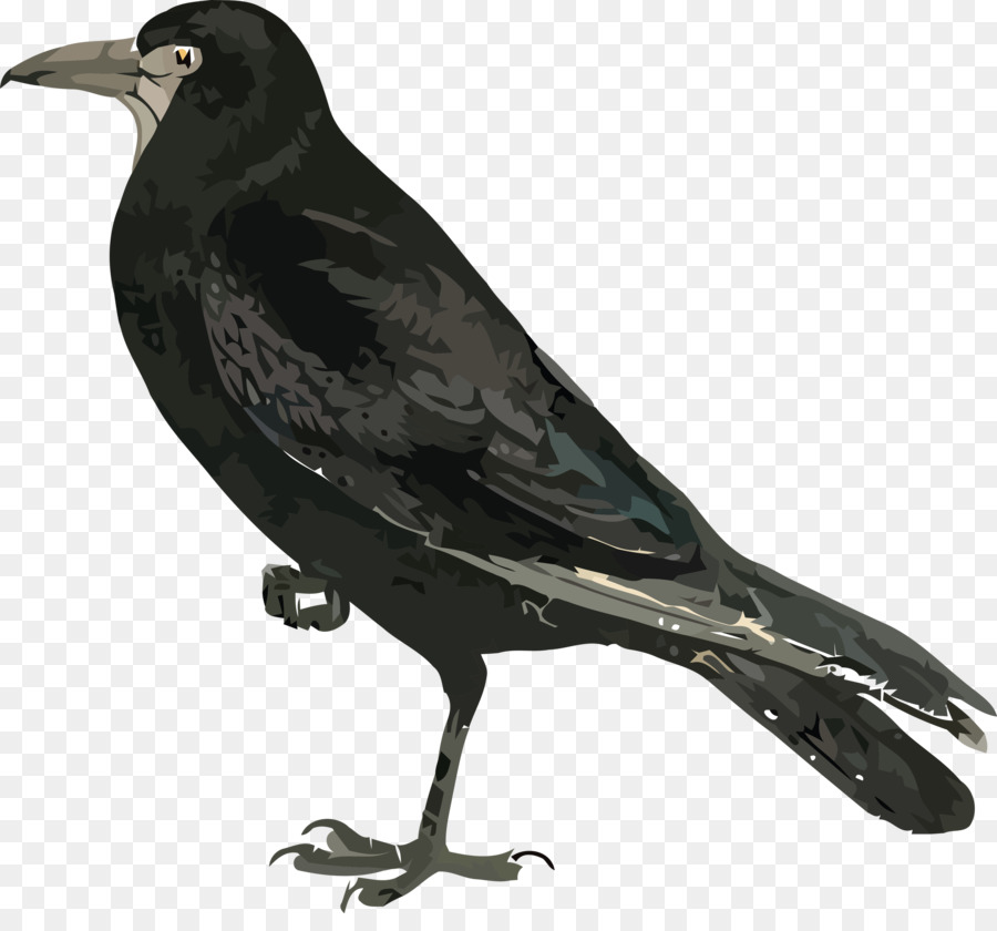 American Crow，Solitaire Preto PNG