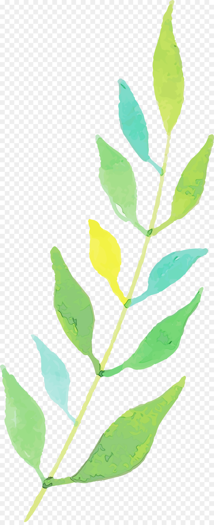 Folha Verde，Botânico PNG