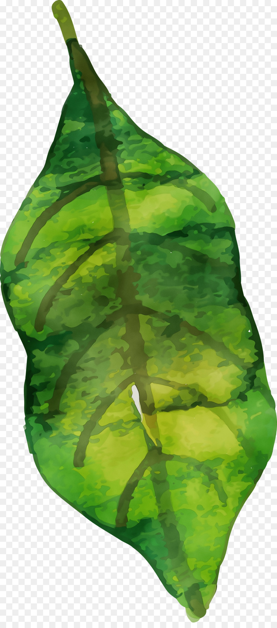 Folha Verde，Plantar PNG