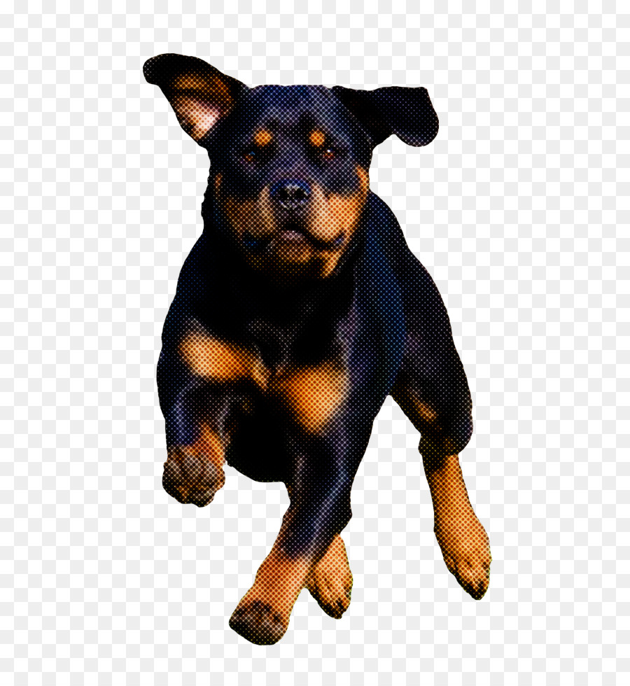 Alemão Pinscher，Filhote De Cachorro PNG