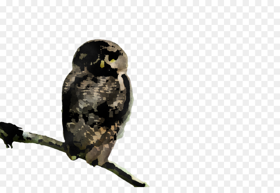 Corujas，Aves PNG