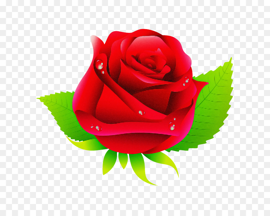Rosas Do Jardim，Rosa De Repolho PNG