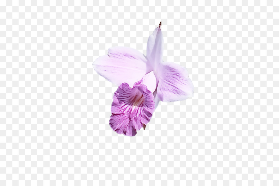 Traça Orquídeas，Flor PNG