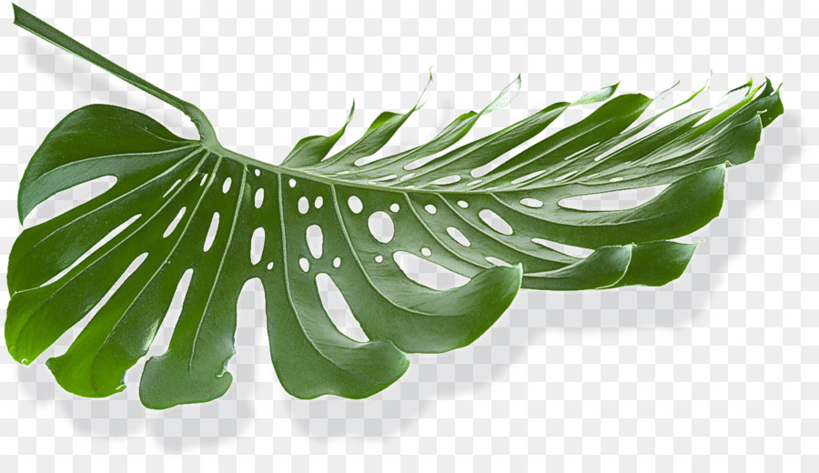 Caule Da Planta，Folha PNG