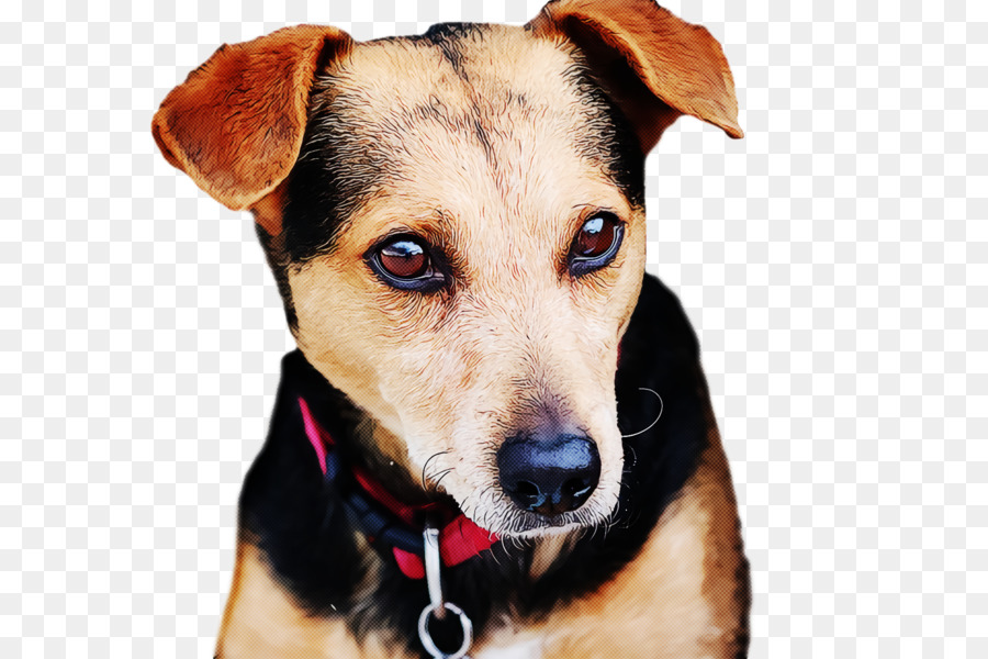 Chihuahua，Dachshund PNG