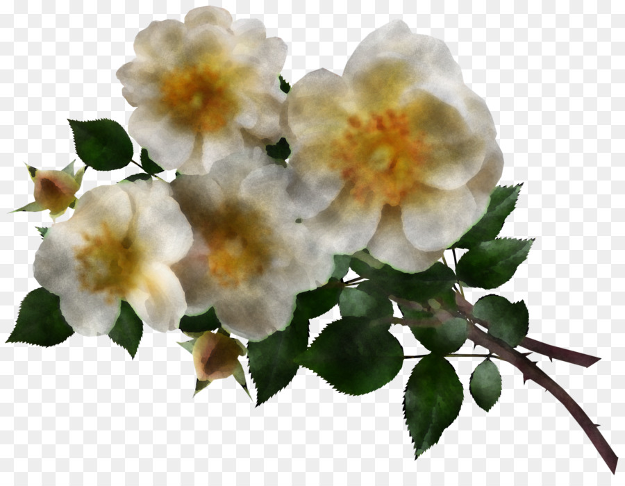 Roseira Brava，As Rosas Do Jardim PNG
