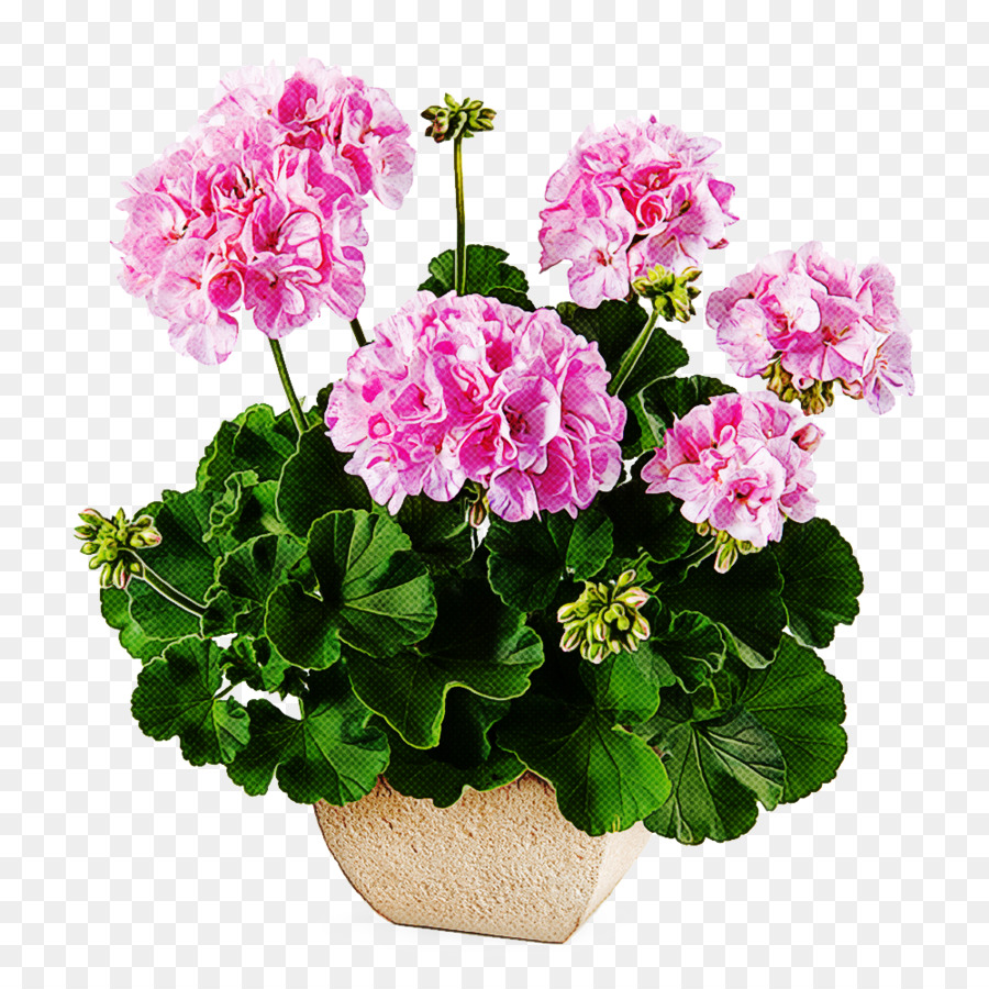 Flores Em Vasos，Plantas PNG