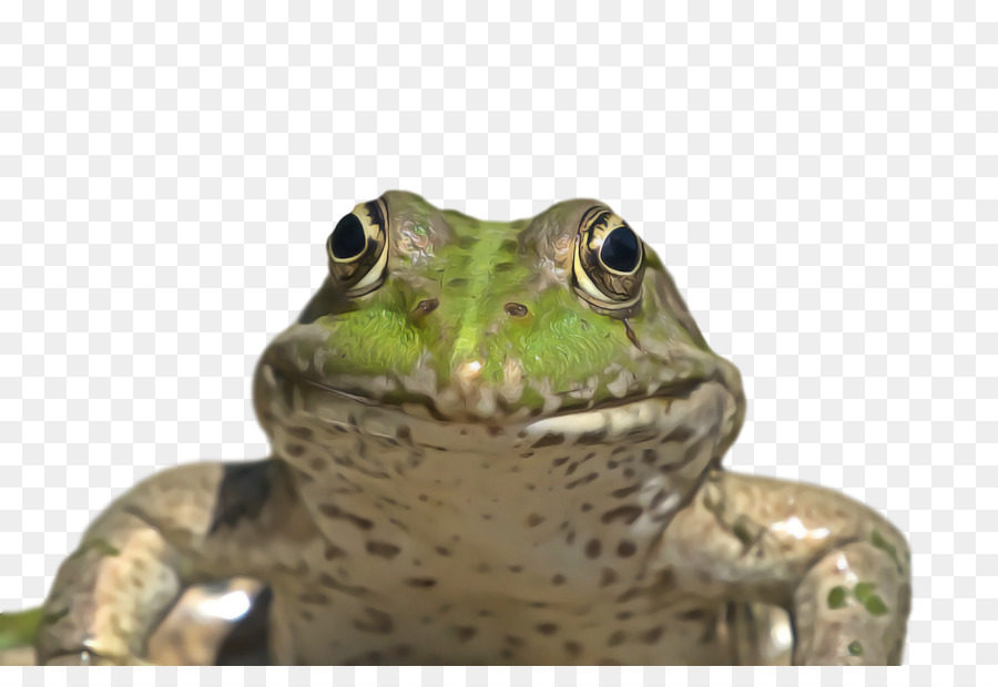Toad，Amphibians PNG