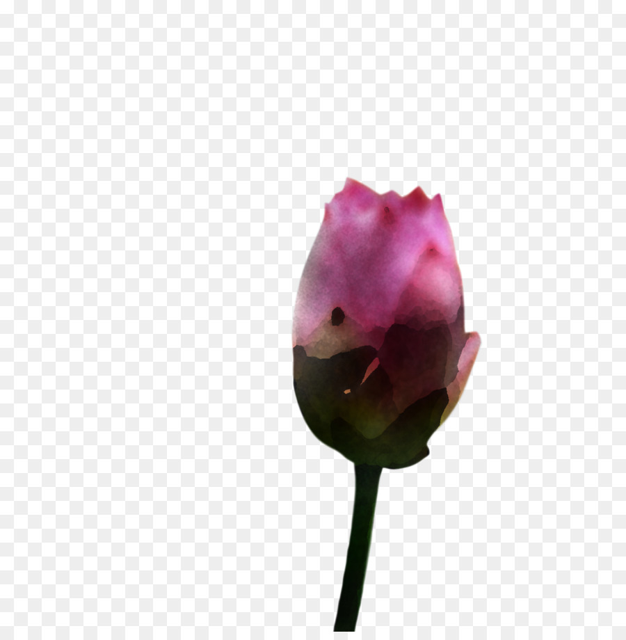 Planta De Haste，Bud PNG