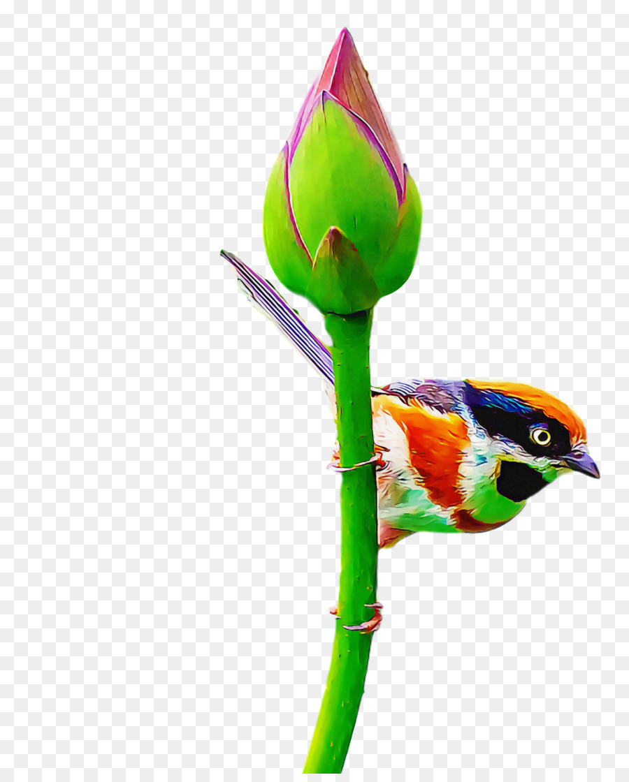 Flor，Bud PNG