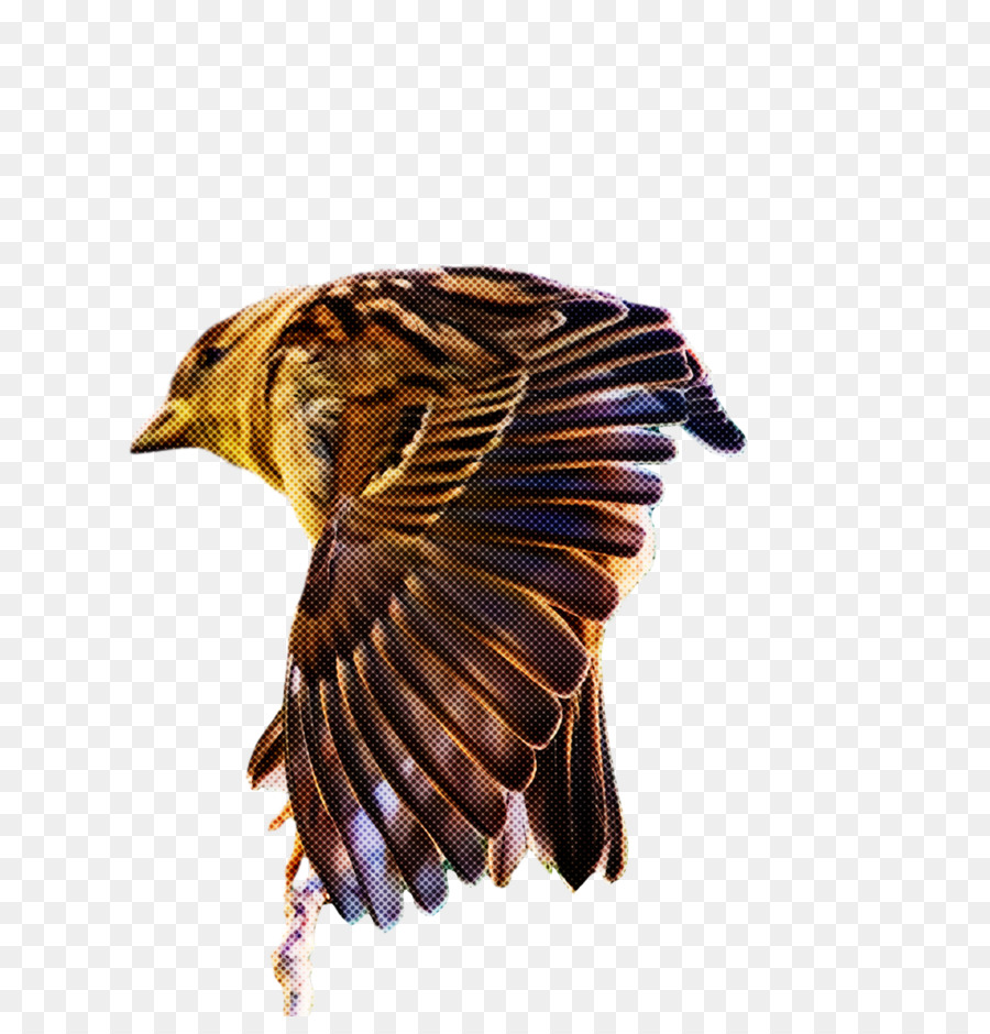 Hawk，Falcão PNG