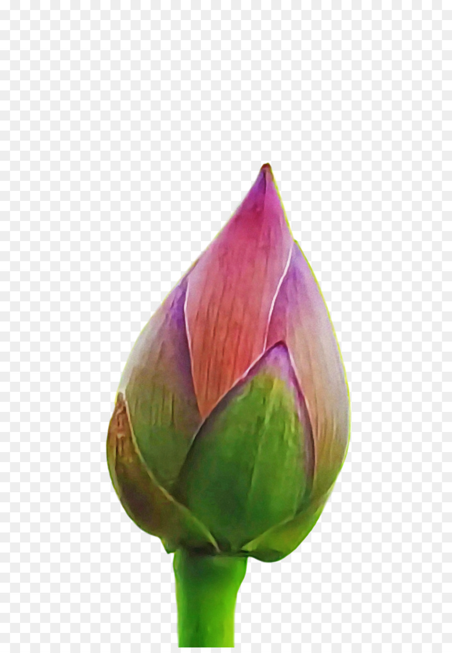 Planta De Haste，Bud PNG