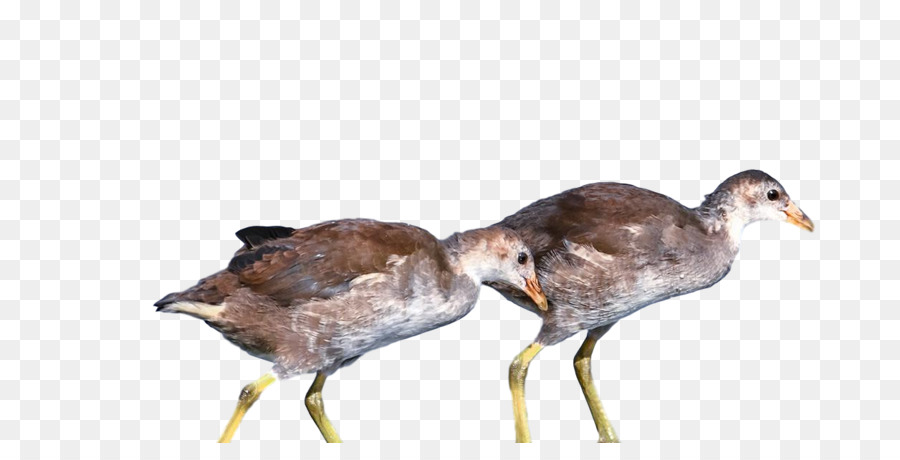 Pássaros，Patos PNG