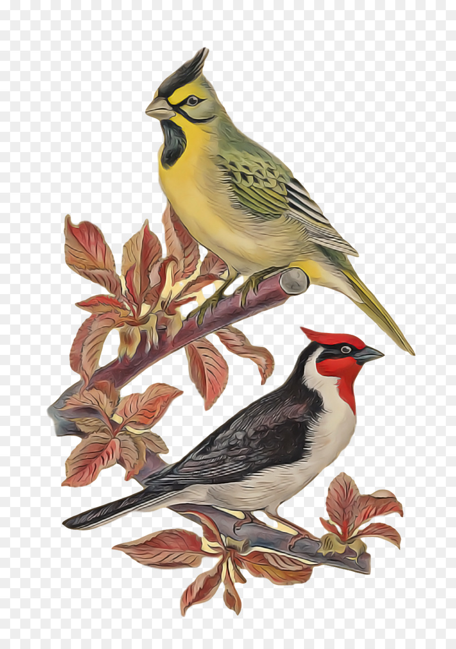 Aves，Tentilhões PNG