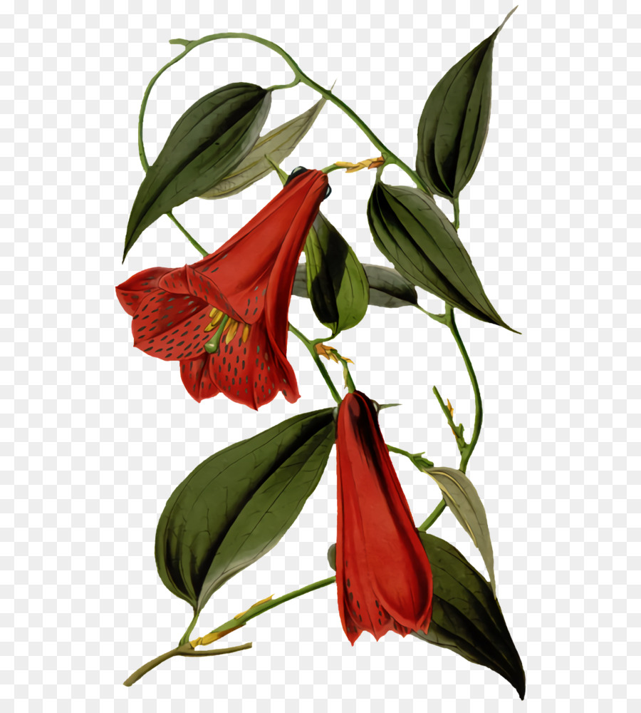 Planta De Haste，Lírio De Jersey PNG