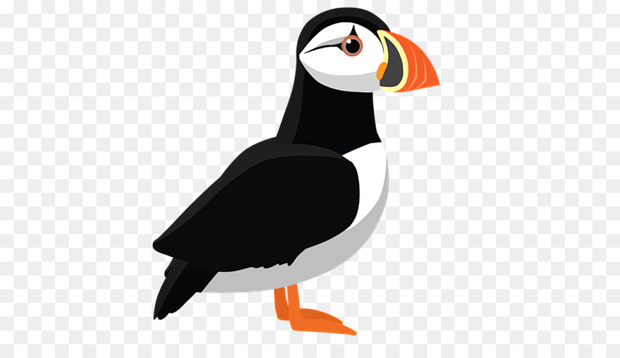 Atlântico Puffin，Aves PNG