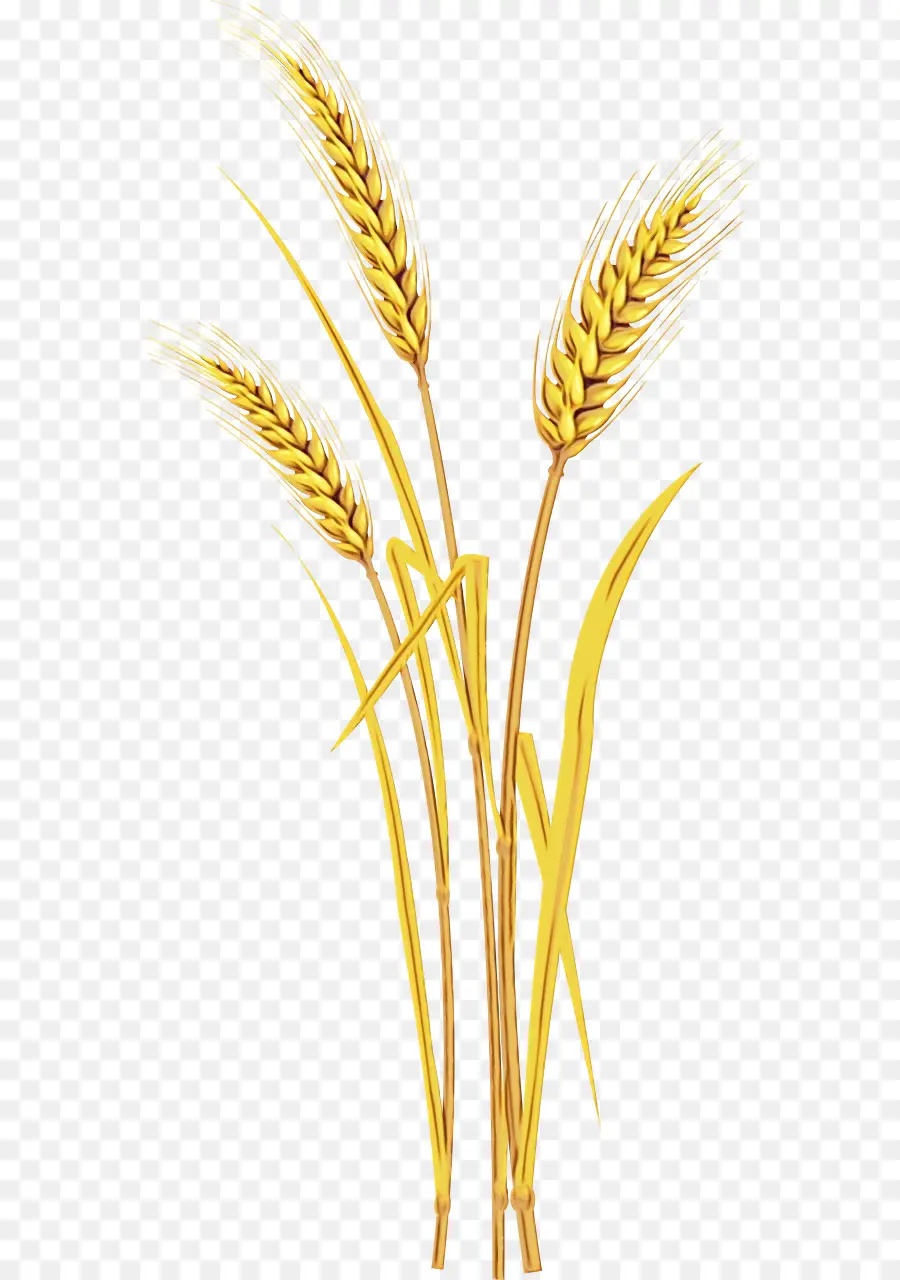 Triticale，Emmer PNG
