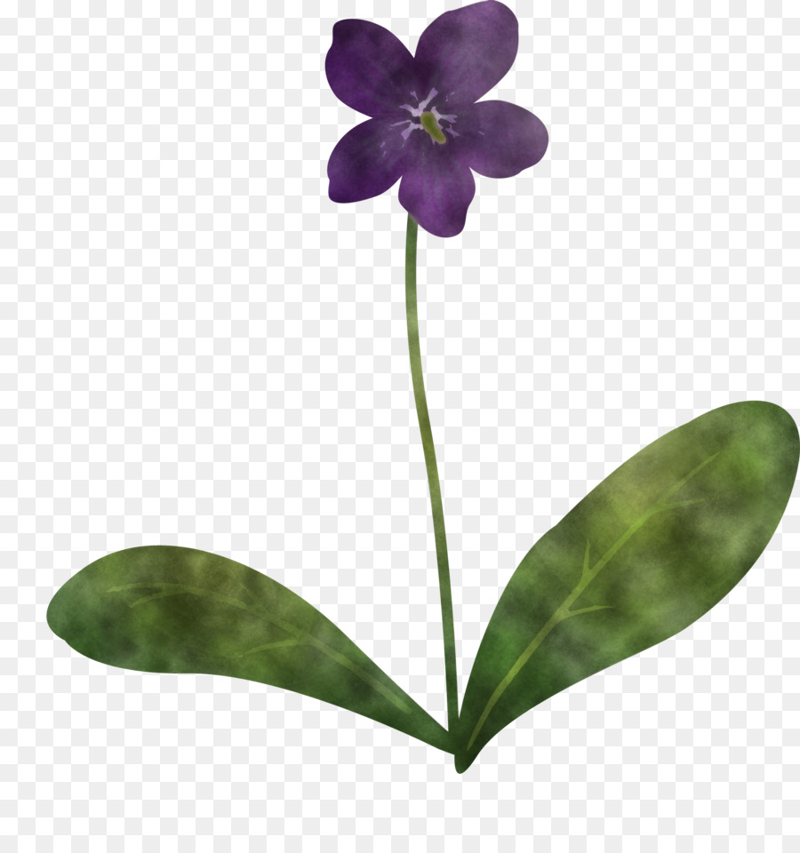 Planta De Haste，Traça Orquídeas PNG