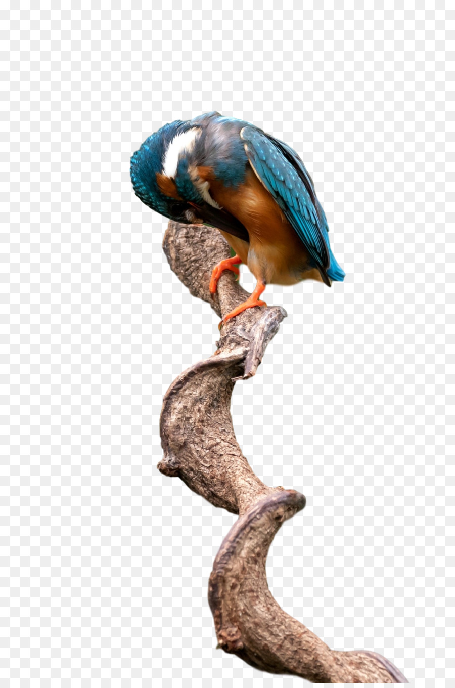 Aves，Bico PNG