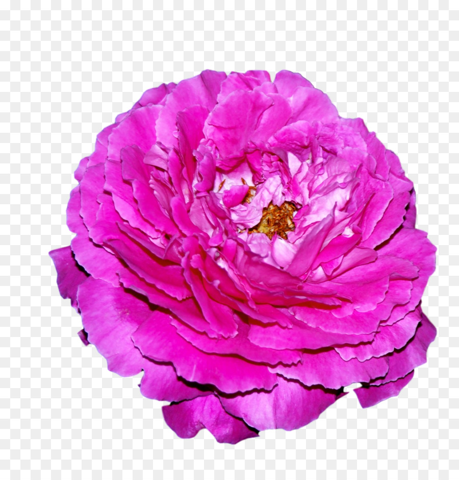 Flor Rosa，Florescer PNG