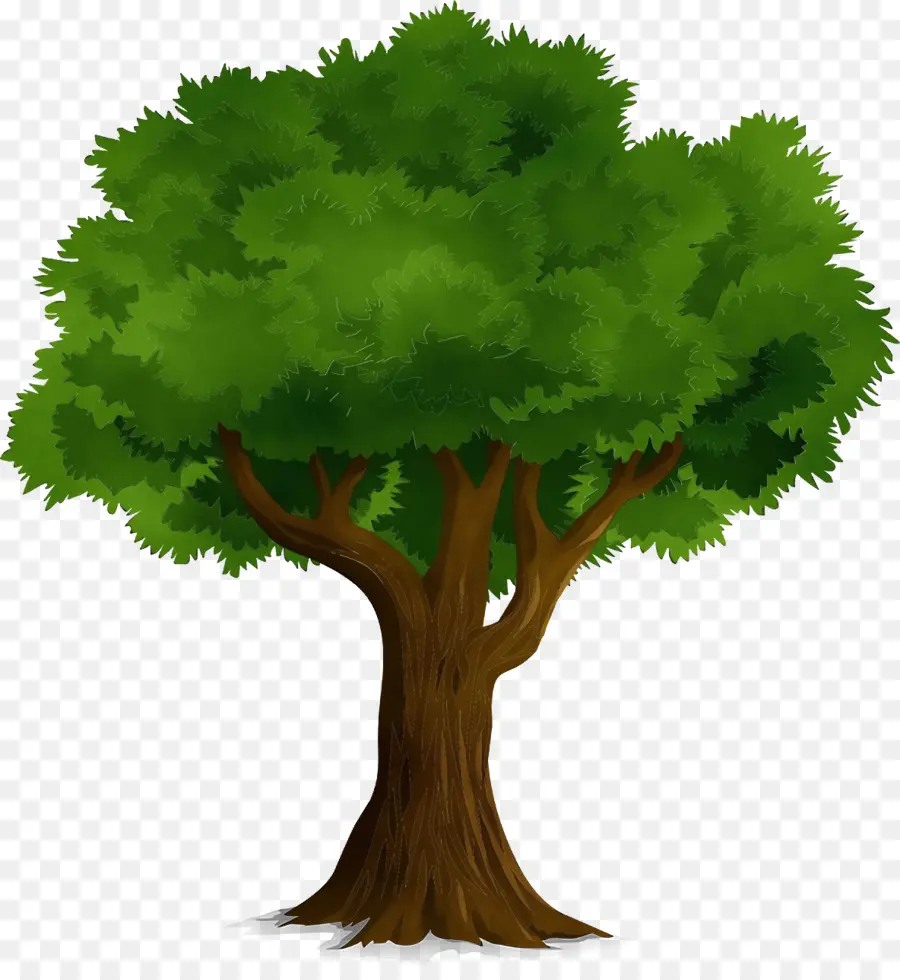 árvore，Plantio De árvores PNG