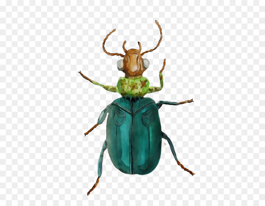 Inseto，Scarabs PNG