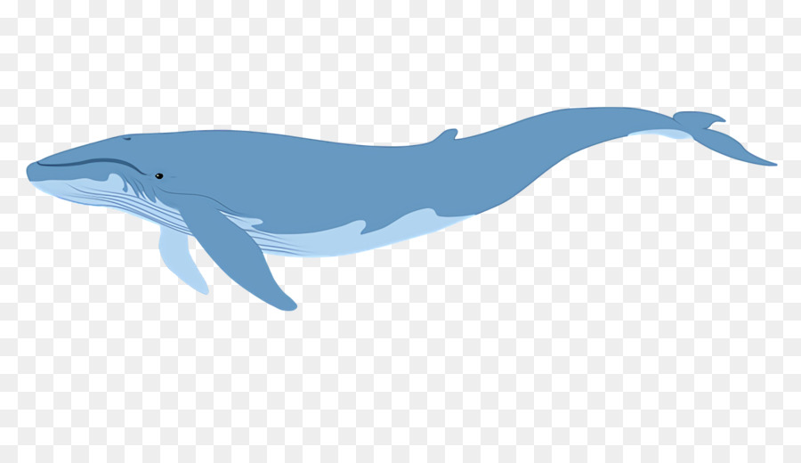 Roughtoothed Dolphin，Wholphin PNG