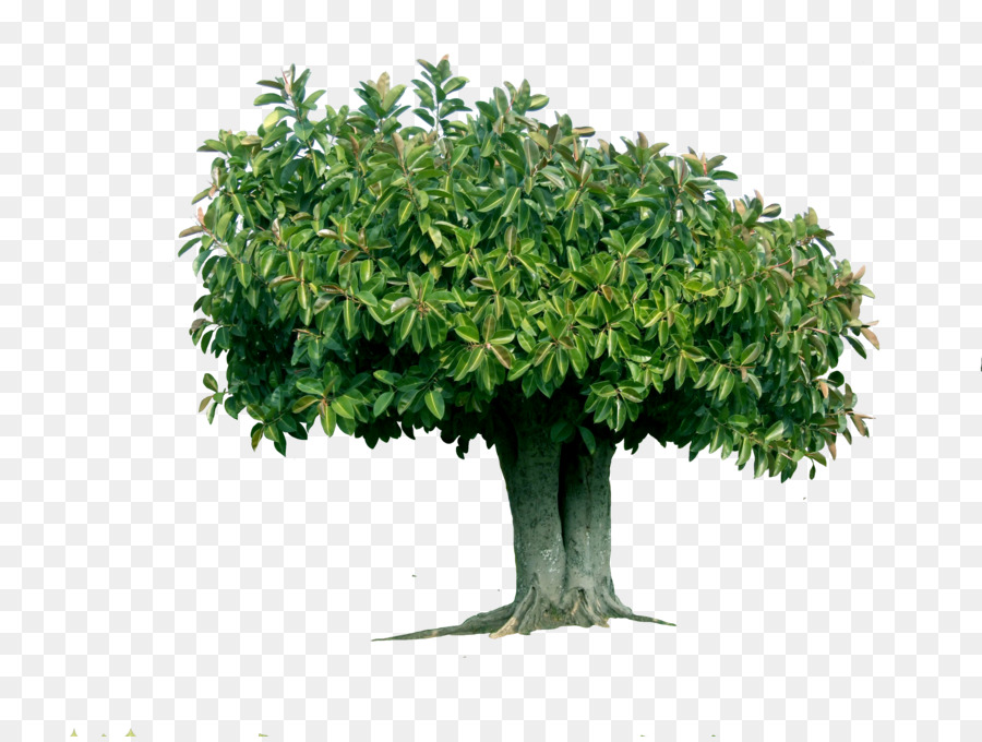 árvore，Borracha Fig PNG