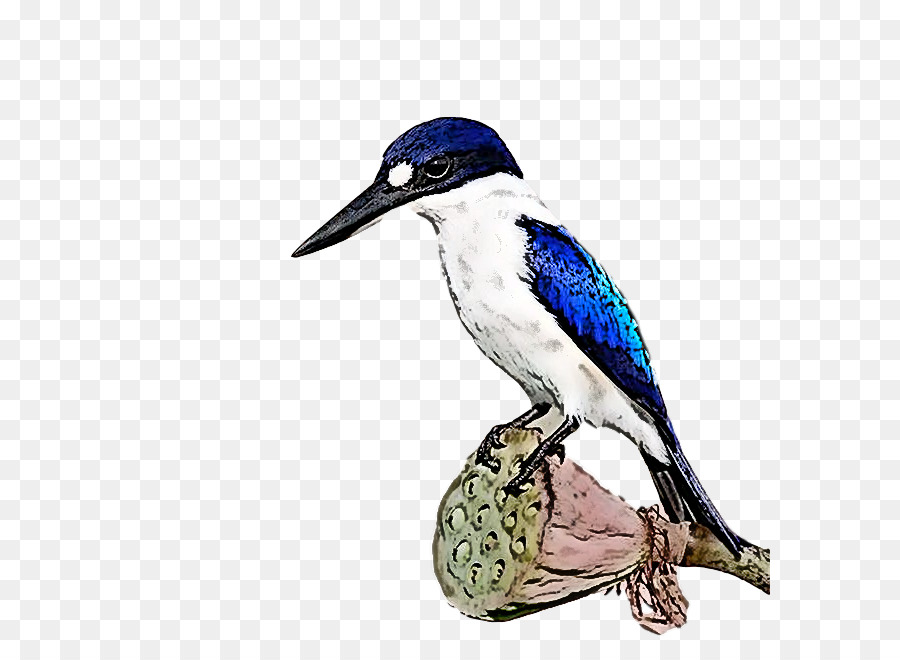 Coraciiformes，Bico PNG