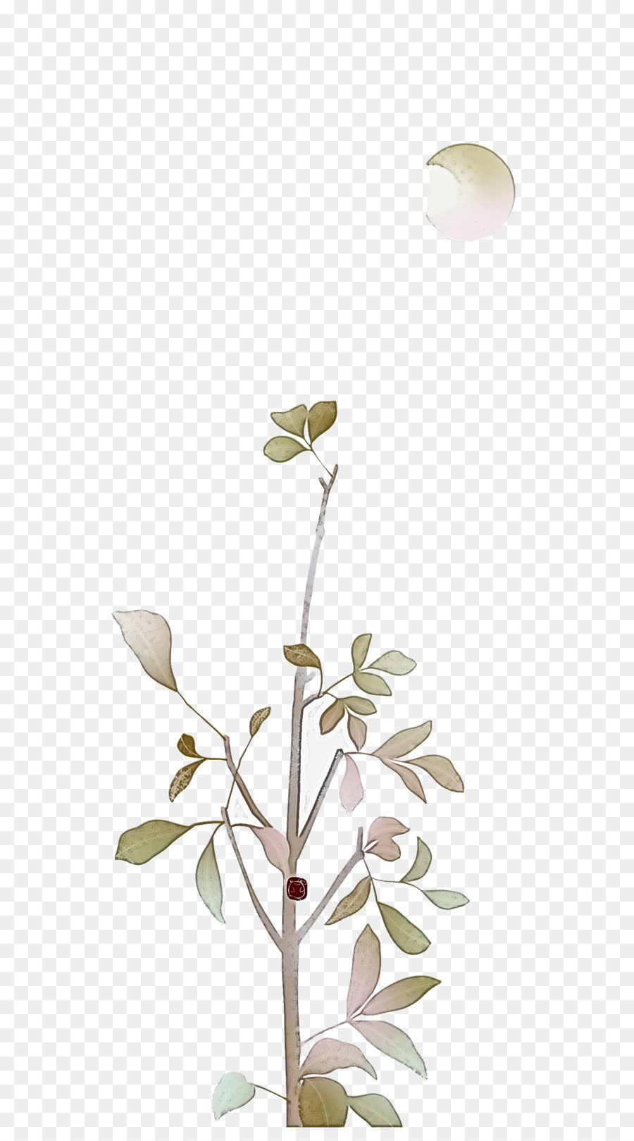 Planta De Haste，Flores De Corte PNG