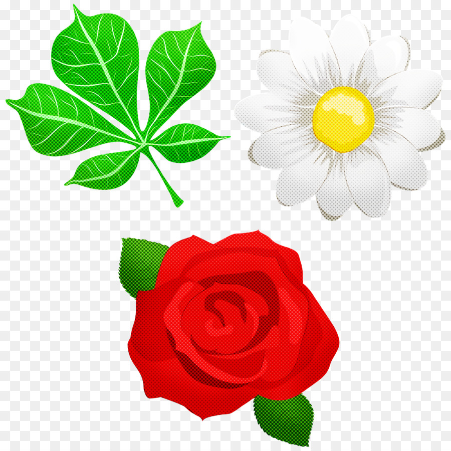 As Rosas Do Jardim，Comum Daisy PNG