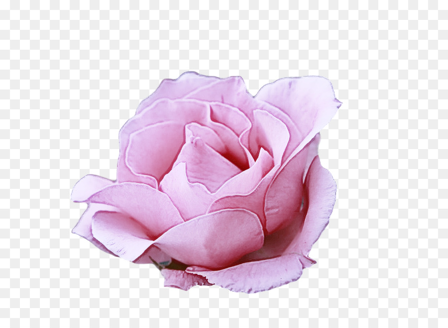 Rosa Rosa，Florescer PNG