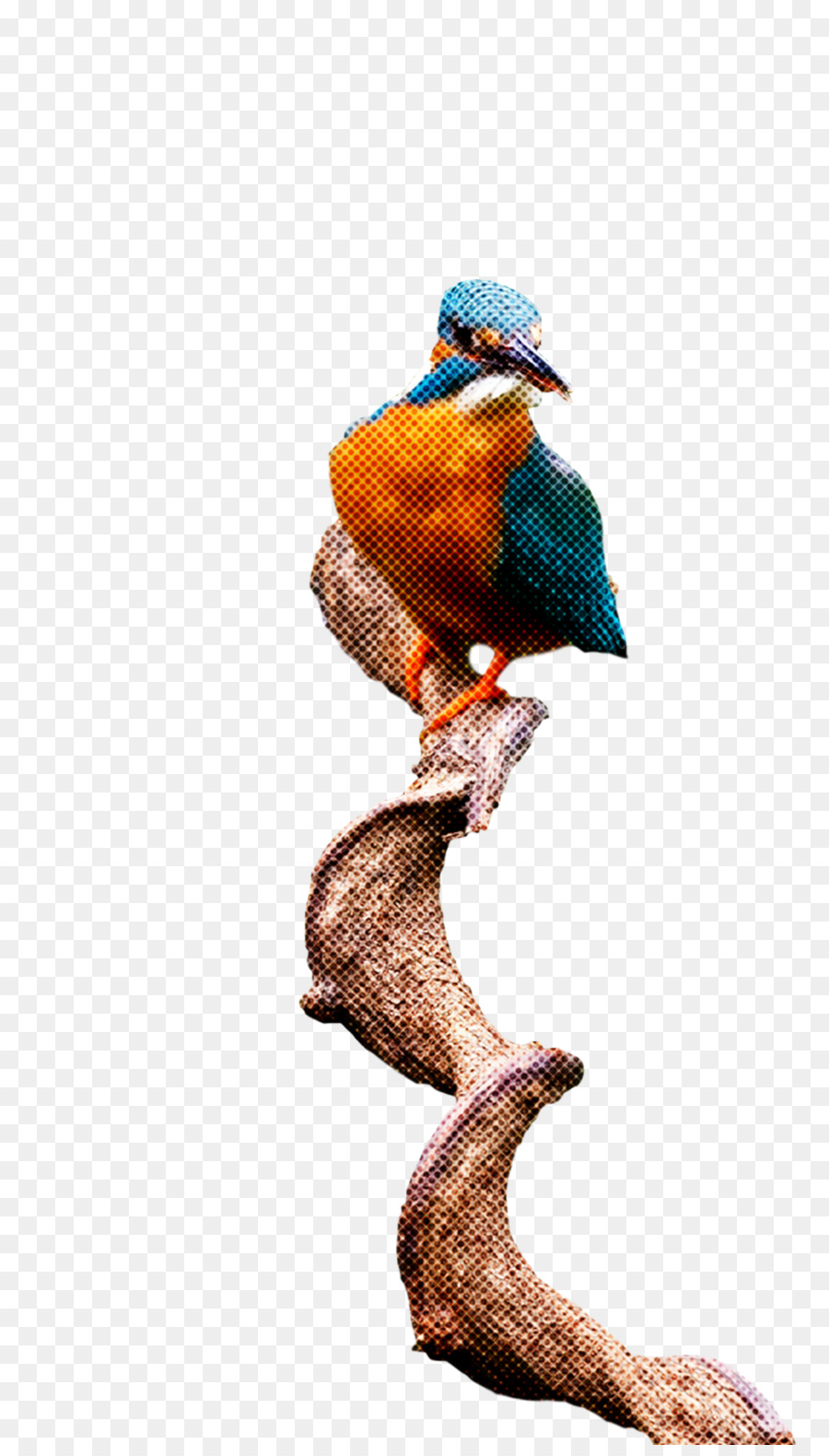 Aves，Bico PNG