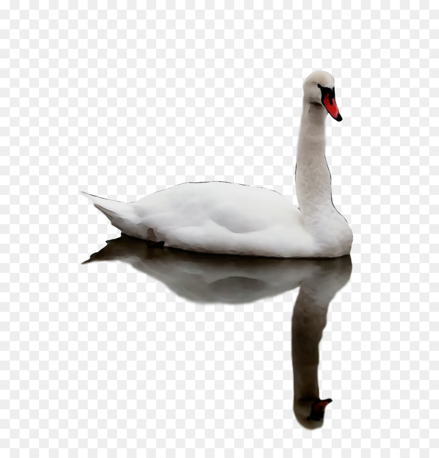 Cisnes，Ganso PNG