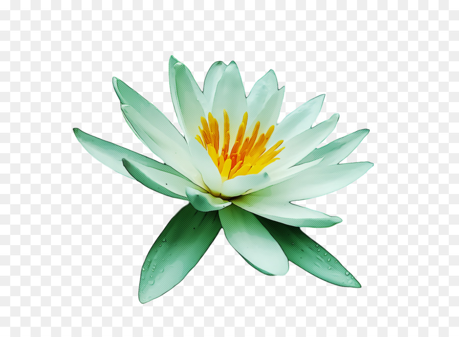 Flor De Lótus，Florescer PNG