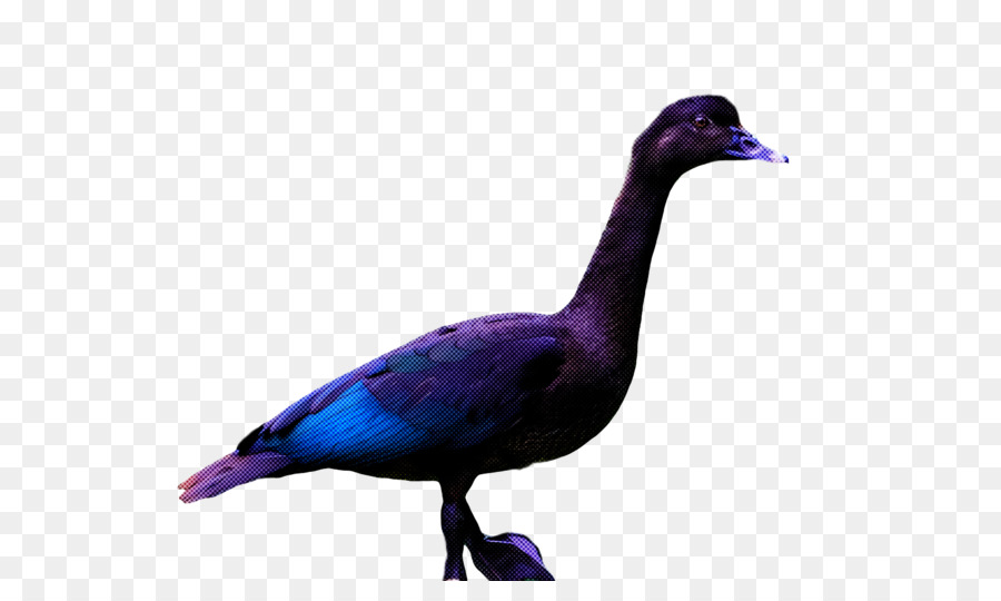 Pato，Ganso PNG