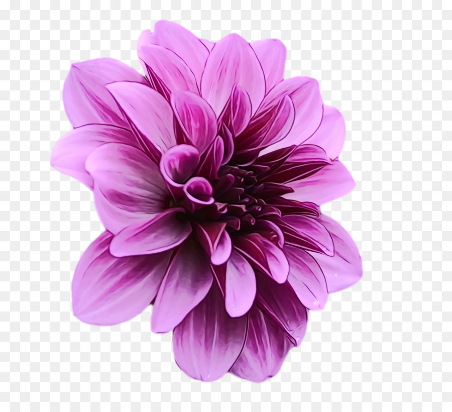 Dahlia，Zínia PNG