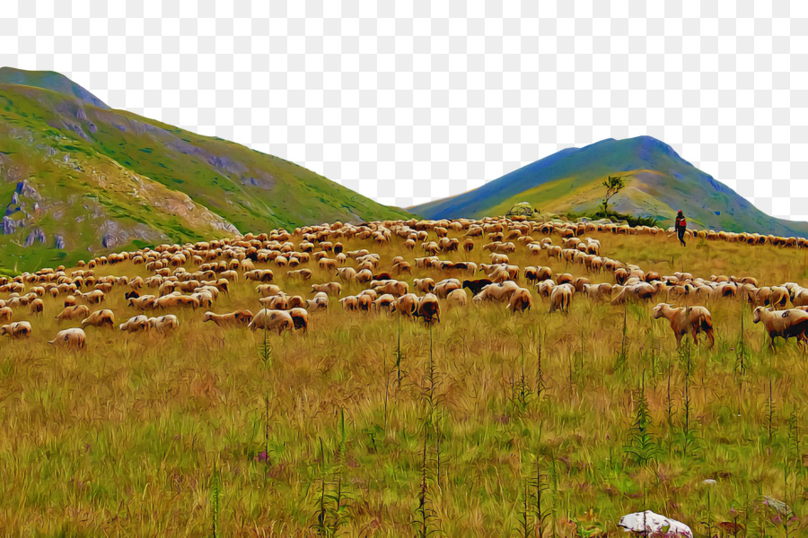 Prados E Pastagens，Planta Comunidade PNG