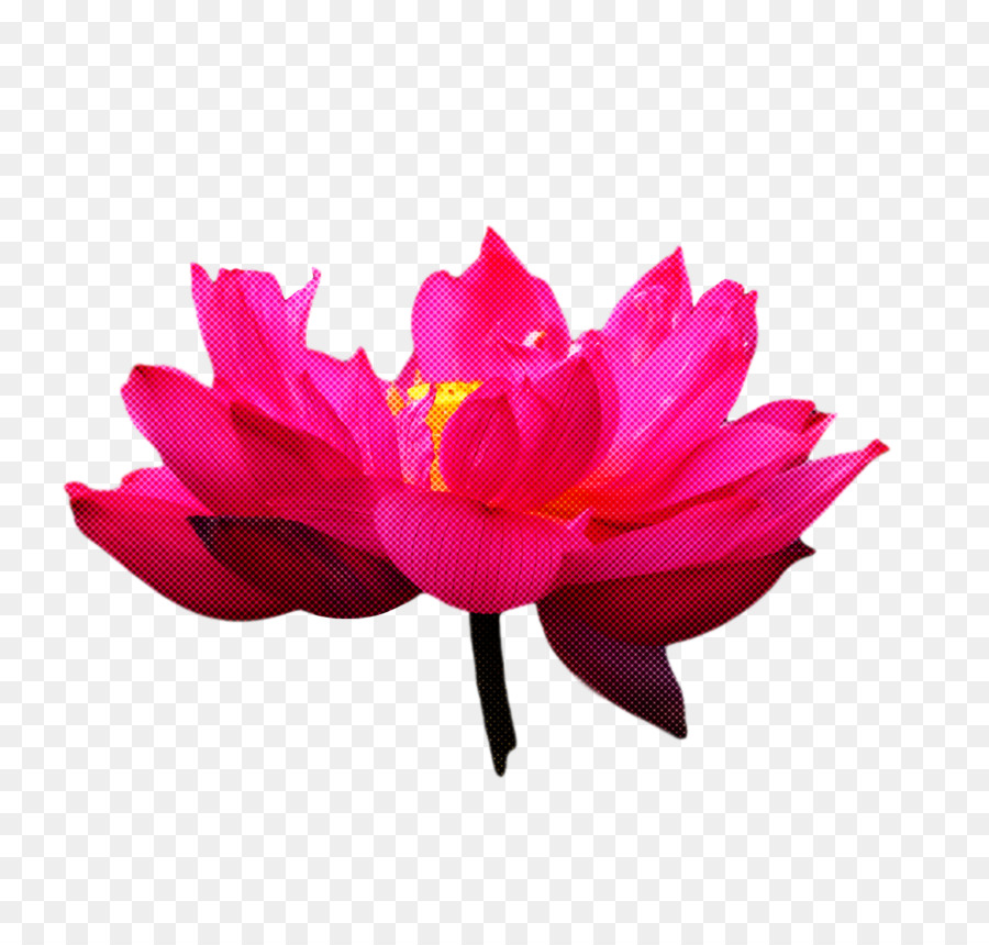 Flor Rosa，Flor PNG