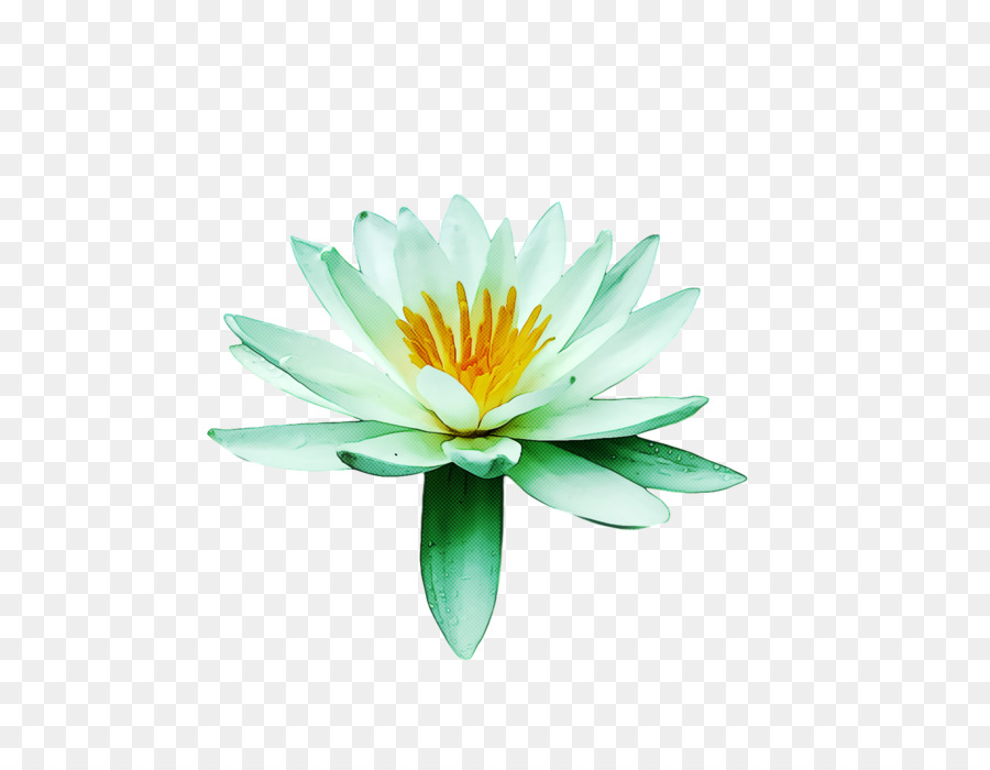Flor，Daisy Família PNG