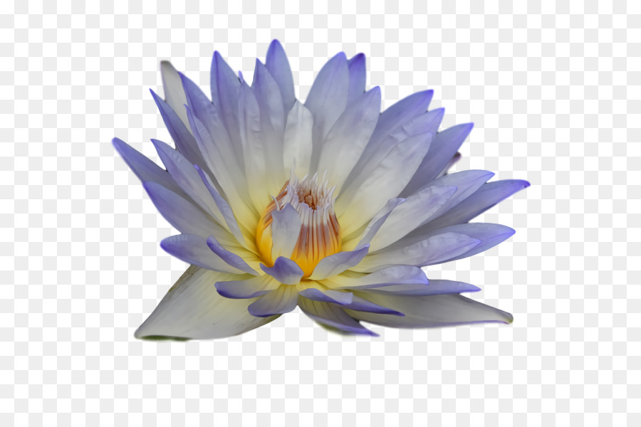 Flor De Lótus Roxa，Água PNG